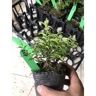 mai chiếu thuỷ bonsai mini