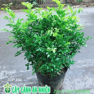 Cây Nguyệt Quế Bụi Lớn