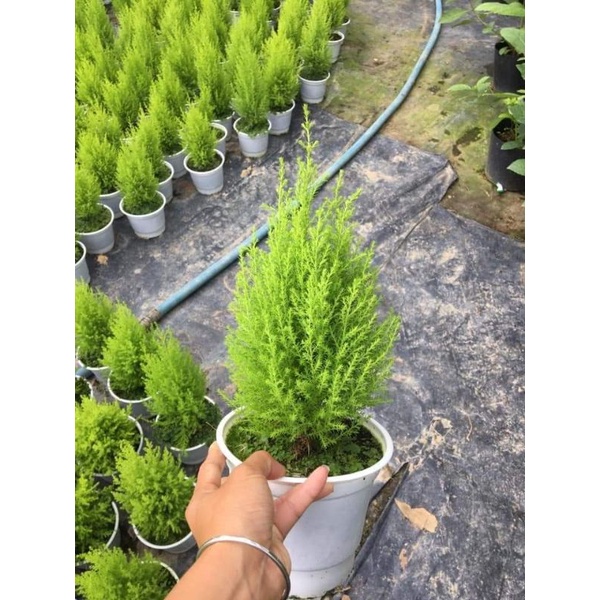 Chậu cây tùng thơm để bàn