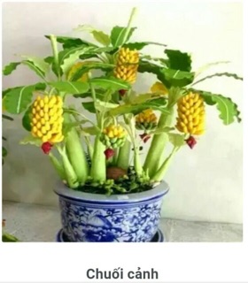 Chuối cảnh mini để bàn hàng đẹp