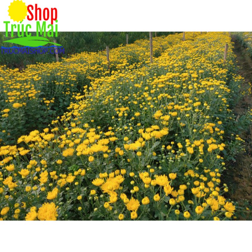 cây 10 nụ hoa cúc vàng cả gốc rễ