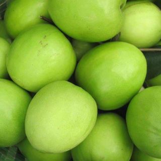 Combo 5 Cây táo lê Đài Loan