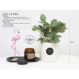 Cây Lá Bạc nhỏ cao 25cm kèm chậu đất nung 11
