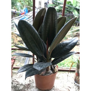 Cây đa búp đỏ để bàn dễ chăm sóc