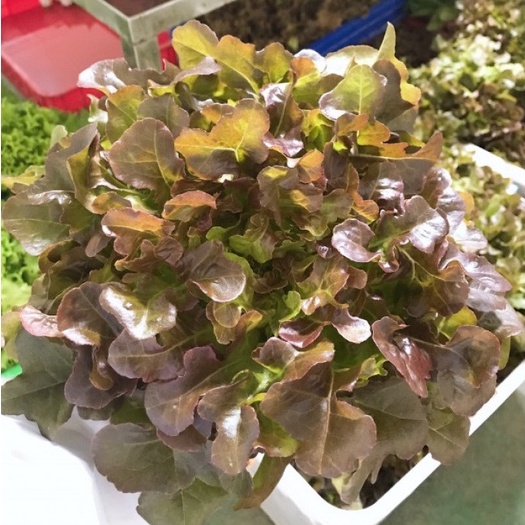 50 Hạt giống Xà lách sồi xanh OAK Green Leaf bổ dưỡng, trồng quanh năm