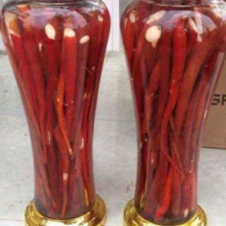 SÂM CAU ĐỎ HÀNG RỪNG TAM ĐẢO