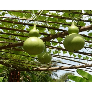 Hạt giống bầu hô lô f1 hn-36 gói 10hạt