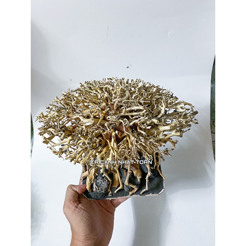 BONSAI LỦA RỪNG TRANG TRÍ BỂ THỦY SINH 20X13X17CM