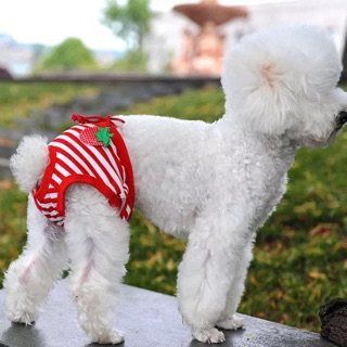 Quần Chip Cho Thú Cưng