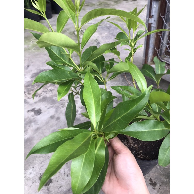 Caykiengsadec cây lá vối + Tặng Phân Bón cho cây mau lớn