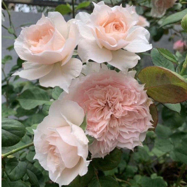 Hoa hồng bụi Tranquillity Rose - hoa thơm