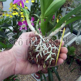 0,5 kg đất nung trồng cây
