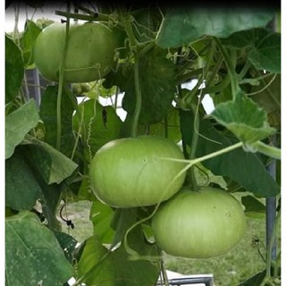 Hạt giống bầu tròn Thái - 1 gói 2gram