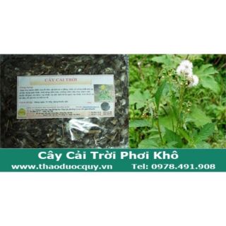 Cây cải trời khô 2kg