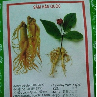 Hạt giống nhân sâm hàn quốc kns166 - gói 5 hạt