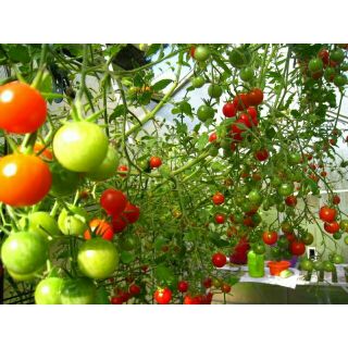 HẠT GIỐNG CÀ CHUA CHUỖI NGỌC