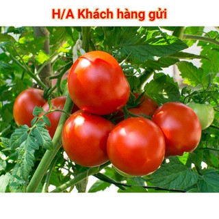 Hạt Giống Cà Chua Dễ Trồng