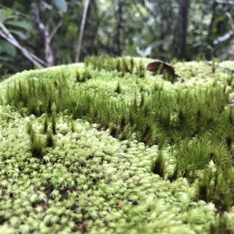 Rêu Common Haircap
