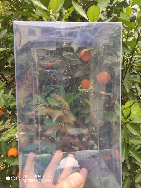 COMBO 10 Hộp nhựa PET đựng bupbe Doll  KT 12x14x23 (cm) | BigBuy360 - bigbuy360.vn