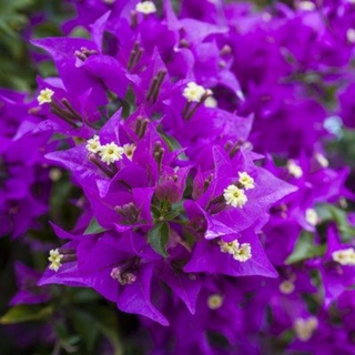 Cây 🌲 Giấy vạn hoa lầu  (tím Huế)