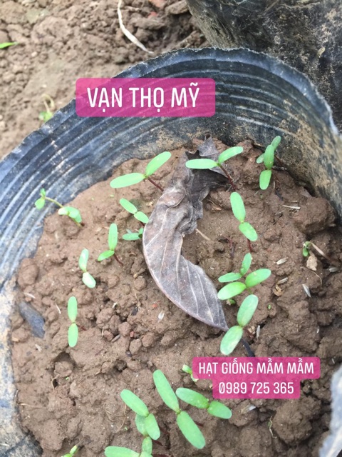 Vạn thọ pháp mix màu 50k/1.200 hạt