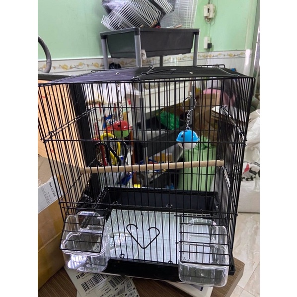 Chuông vòng cho chim vẹt