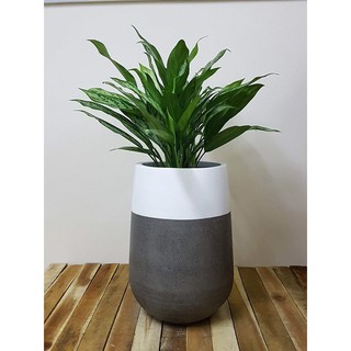 Chậu trồng cây chất liệu xi măng đá mài hình giọt nước 20*35