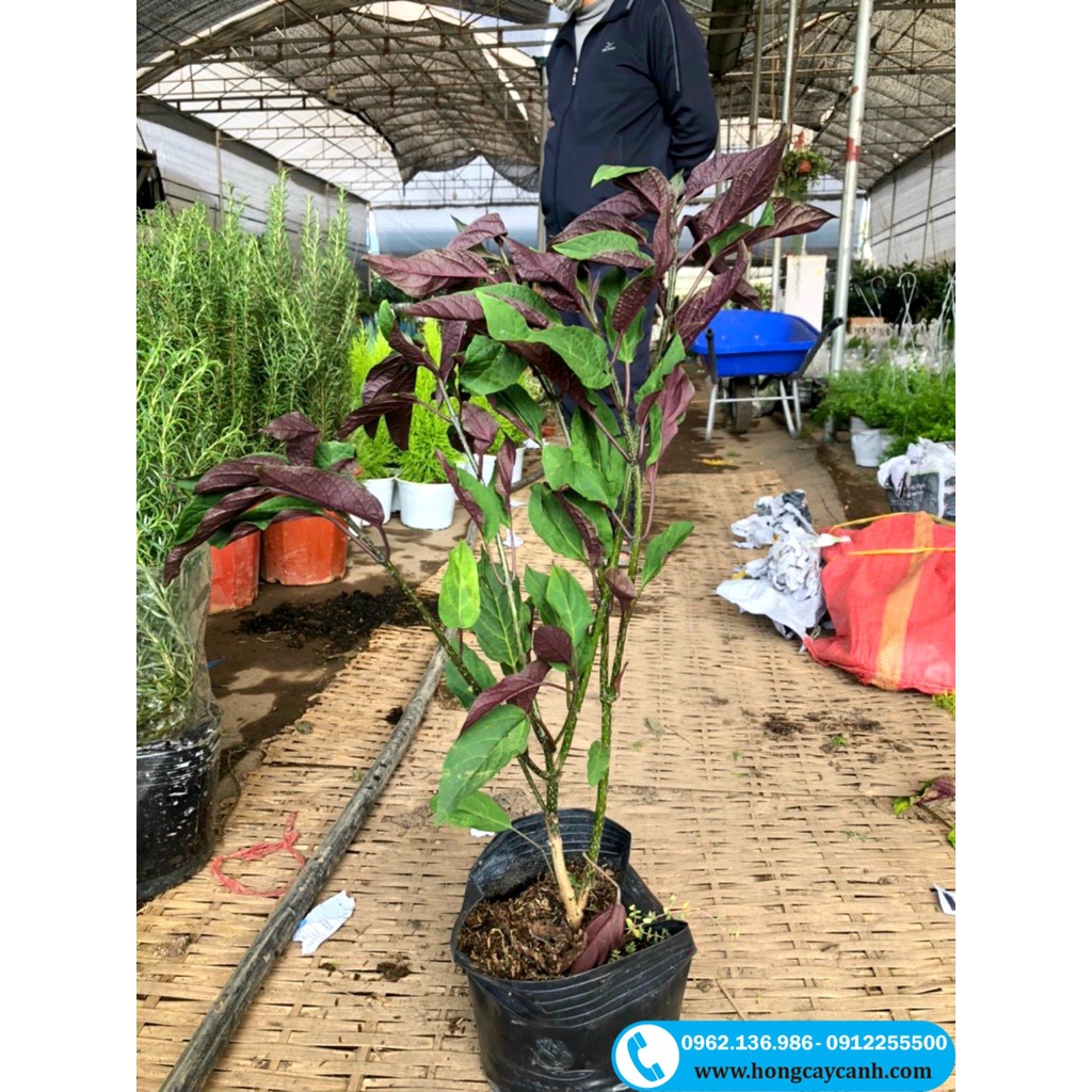 Cây Hoa Thiên Phúc II Cây Pháo Bông