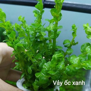 Cây Thủy Sinh Vảy Ốc Xanh