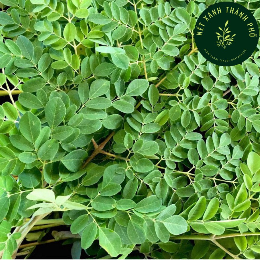 Hạt giống Chùm Ngây, cây Moringa, cây cải ngựa, 2gr, dinh dưỡng cao