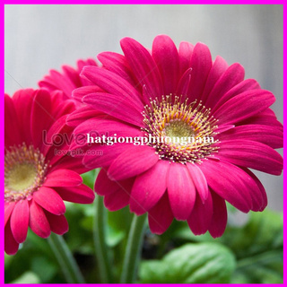 10h - hạt giống hoa đồng tiền mix- sun