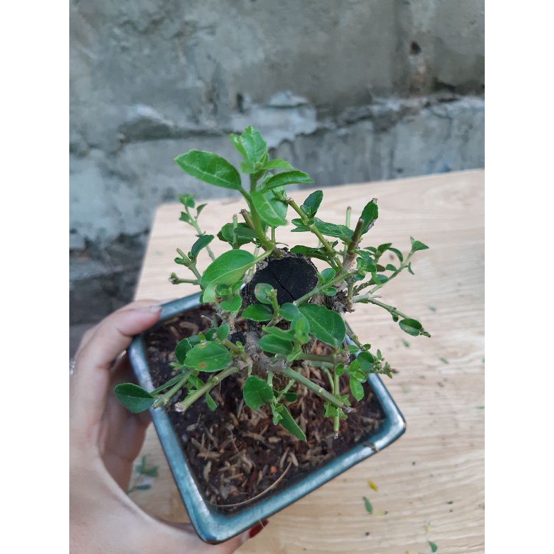 sam hương mini