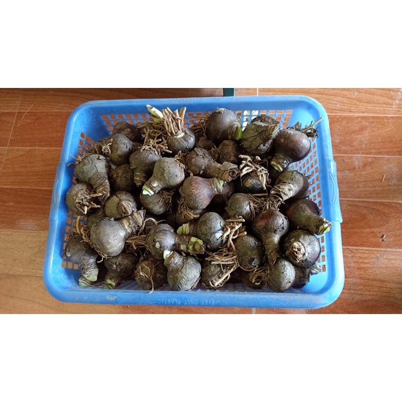 Củ Hoa Huệ Tây , Lan huệ Cánh kép