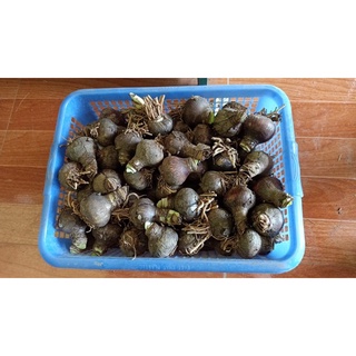 Củ Hoa Huệ Tây , Lan huệ Cánh kép