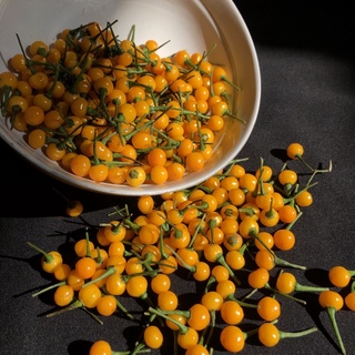 50gr giống quả ớt aij charapita