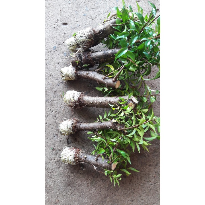 Cành chiếc mai chiếu thuỷ goi 10 cây