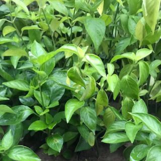 Cây lá cẩm đỏ ( dùng tạo màu cho xôi, bánh..)