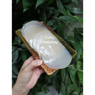 Scoby làm trà kombucha
