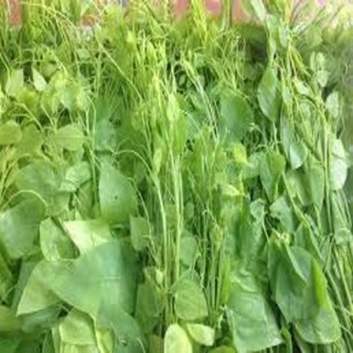 CÂY RAU BÒ KHAI GIỐNG