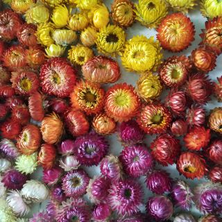 Bó hoa bất tử tròn đủ màu sắc. 
Hoa khô thích hợp làm quà tặng, trang trí, sử dụng lâu dài. 
Hoa bất tử biểu tượng TY