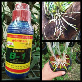 Phân Bón B1 Thái Lan, chai 500ml