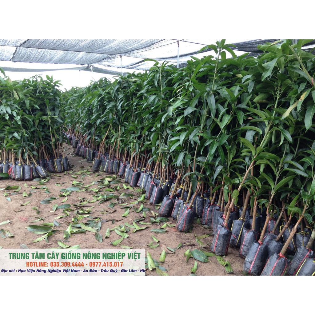 Cây Xoài Úc F1 Quả To Tròn