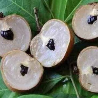 Cây 🌲 Nhãn thạch kiệt... giống Nhãn hạt lép