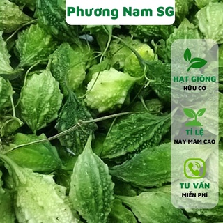 Hạt giống khổ qua rừng Phương Nam 10H