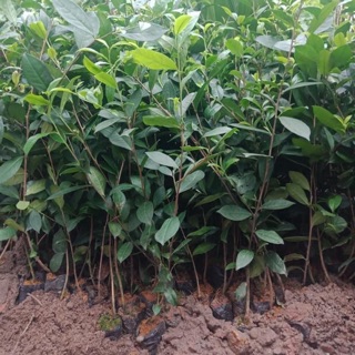 Cây chè xanh mua 10 cây tặng 1 cây