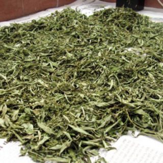 Lá đinh lăng khô 1kg