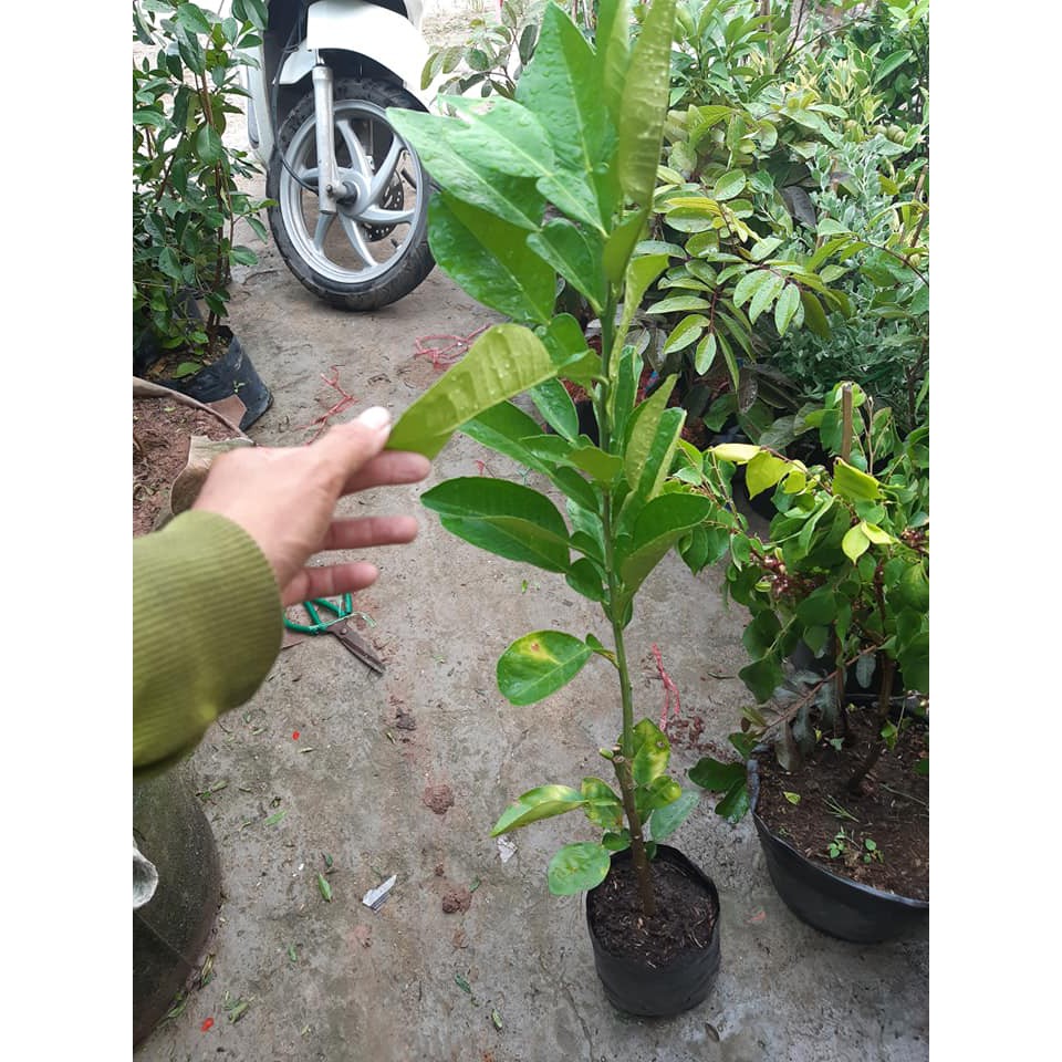 bưởi ruby thái lan