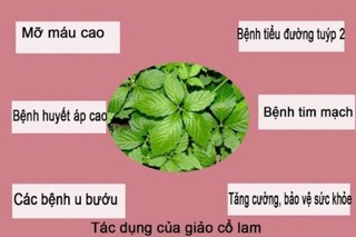 Giảo Cổ Lam