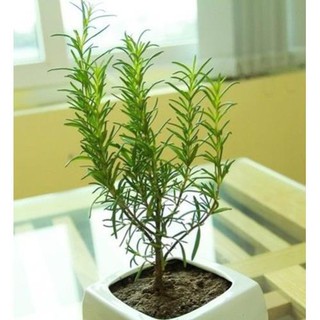 Hạt giống cây Hương Thảo