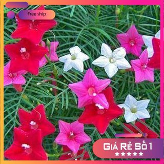 Hạt giống Hoa tóc tiên (10 hạt)